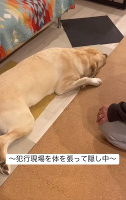 証拠隠滅を図るらんらんちゃん