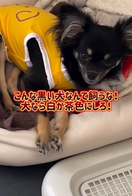 寝そべる黒い小型犬