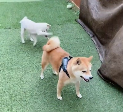 リードを引っ張られる犬
