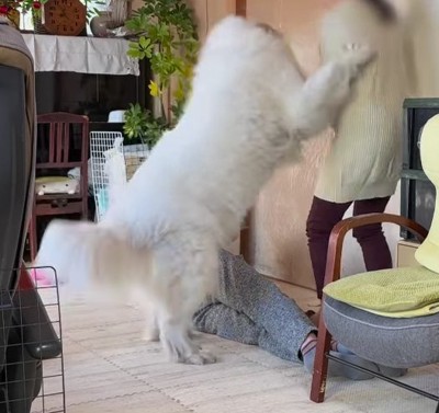 おばあちゃんに飛びつく超大型犬