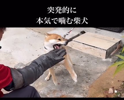 手を噛もうとする柴犬