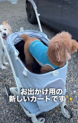 新しいカートのお披露目