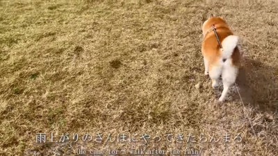 雨の日のお散歩