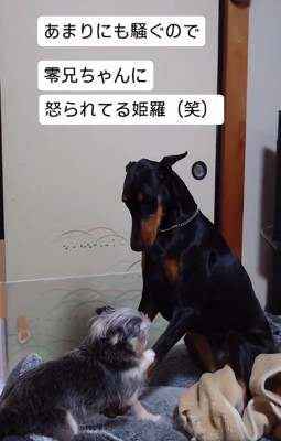 零くんに怒られる姫羅ちゃん4