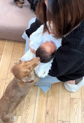 赤ちゃんとワンコ2匹の初対面9