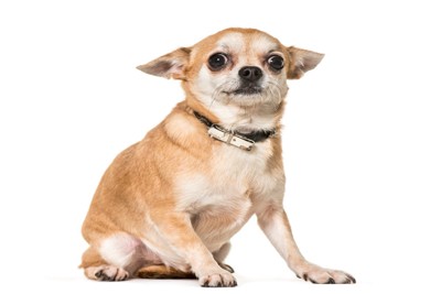 怖がって座り込むチワワ