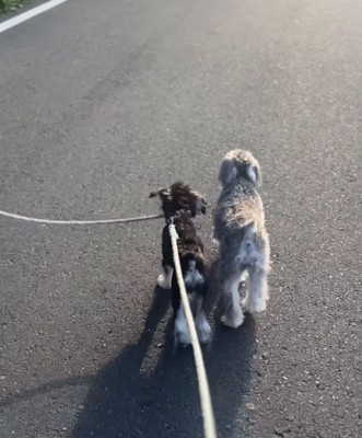 もう1匹に近づく犬