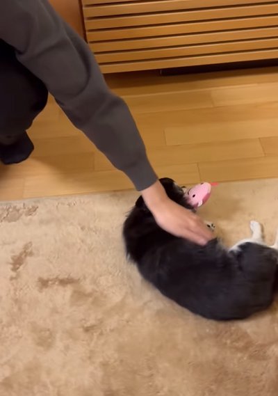 寝転んで撫でてもらう犬