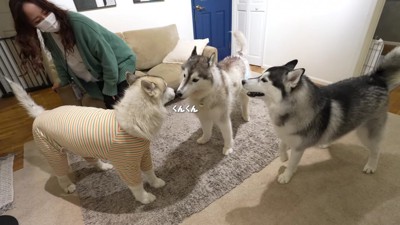 「お友達のバディくんだ！！」