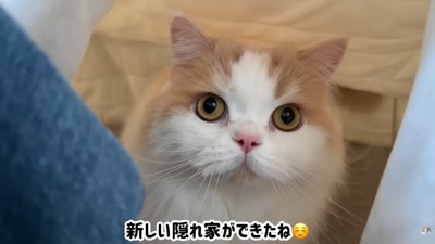 レモンさんがコタツの中へ