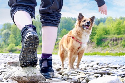 河原の石、茶の犬