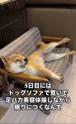 美容体操をするすももちゃん