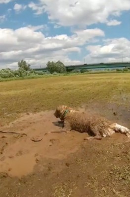 泥の中を転がる大型犬