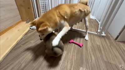 生後35日目の赤ちゃん犬たち7