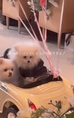 後ろを振り返る2匹の犬