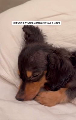 発作が始まったテトくん