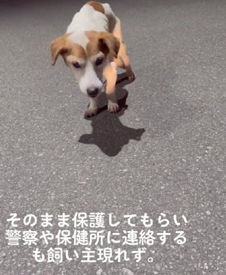 飼い主が見つからない