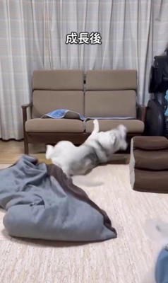 アシㇼちゃんの成長前と成長後8