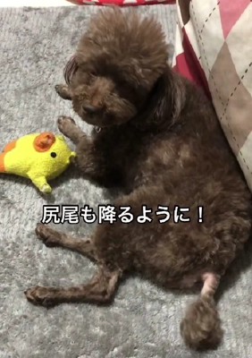 尻尾を振ることも増えた