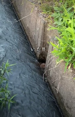 壁にしがみつく生き物1