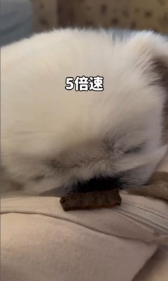 とうふくんの寝起き早食い選手権7