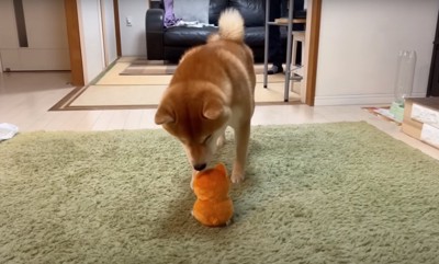 おもちゃに駆け寄っていく柴犬