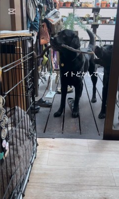 枝を運びたいあお君8