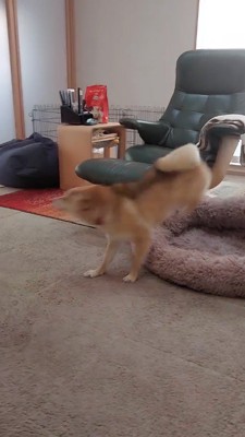 男性に駆け寄る犬