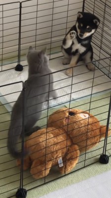 前足を伸ばして犬パンチを披露する犬