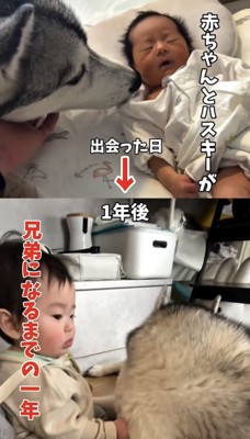赤ちゃんに顔を寄せる犬と成長後に寄り添う2人