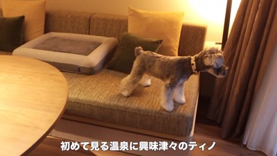 旅行中のティノちゃん4