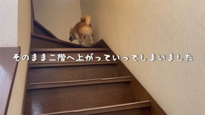 うにくんを呼び戻すと…