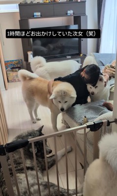 女の子を熱烈歓迎する秋田犬たち8