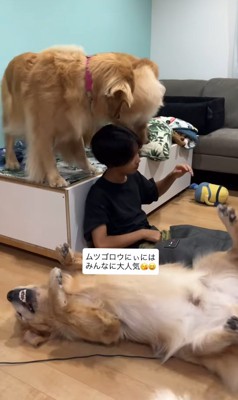 お兄ちゃんを囲む大型犬たち
