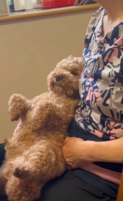 おばあちゃんの膝で寛ぐ茶々丸くん2