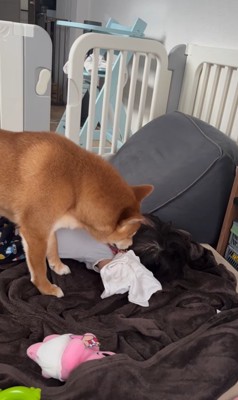 赤ちゃんを起こすポテくん7