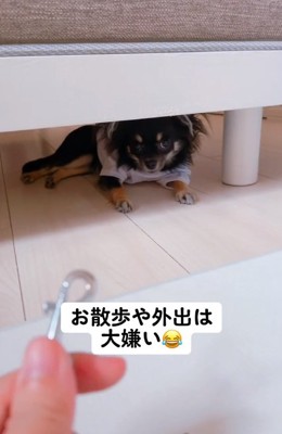 散歩嫌いなちまきちゃん