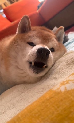 名前を呼ぶと「わお～ん」とお返事