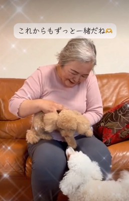 ぬいぐるみに近寄る犬