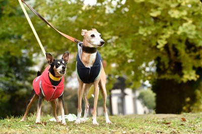 洋服を着るイタグレとミニピン