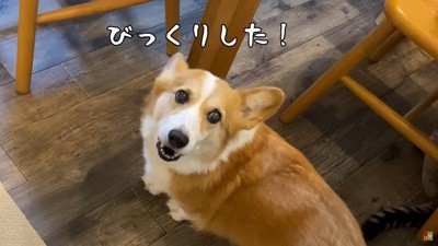 振り向く犬