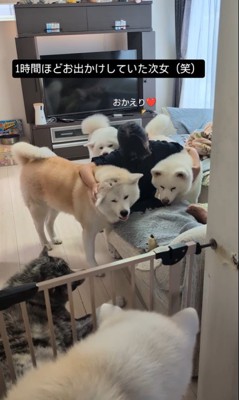 女の子を熱烈歓迎する秋田犬たち3