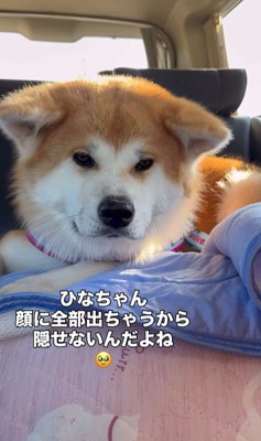 お見送りの時のひなちゃん