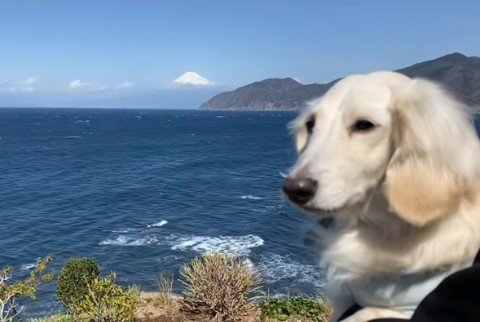 3度目の犬生が始まった