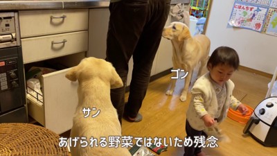 ゴンちゃんとサンちゃん