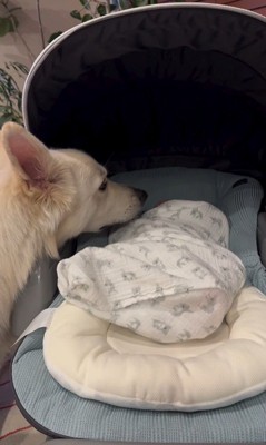 赤ちゃんが泣いた時のワンダくん2