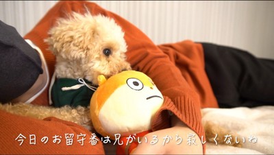 横になっている男性の腕の中に寝転がる犬