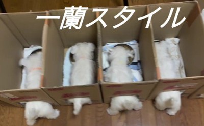 一蘭スタイルで食事！？