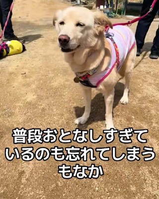 先住犬の妹を発見!