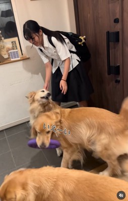 皆で集まる大型犬